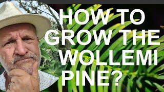 How to Grow the Wollemi Pine - Wollemia nobilis