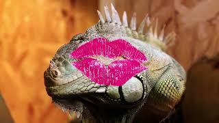  Kirt's Lizard Kisses Blooper-MoxieTalk with Kirt Jacobs 