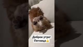 Доброе утро, пятница! Одесса сейчас. #shots #животные #animals #смешныекошки #приколы #funnyvideo