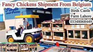 Fancy Chicken Shipment From Belgium