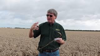 Needham Ag - High Yield Wheat Management – European Style