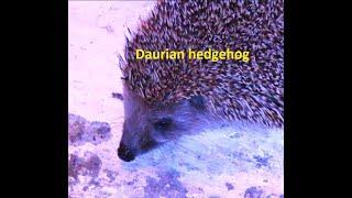 Mesechinus dauuricus   The Daurian hedgehog  by Theo