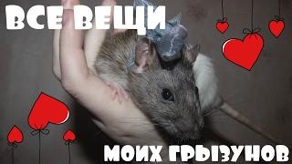 Все вещи моих грызунов)