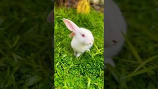 #nature #natural #naturelovers #photography #leasure #calming #green #gogreen #rabbit #ecofriendly