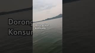 Dorong Ikan Nila Konsumsi #viralvideo #music #calmdown #wirausaha #bantusubscribe