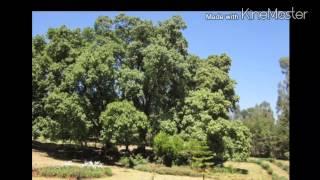 ልደት ጓልኪ ዩ ሎሚ eritrean poem yohannes kesete 2015