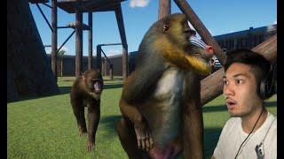 Mandrill Fight for Alpha Status (MatholoZOO Highlight)