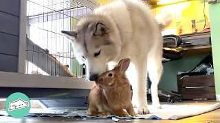 Huge Husky Thinks She's A Bunny And Plays With Her Bunny Friends | Cuddle Buddies
