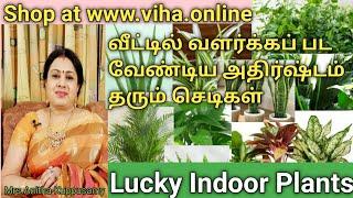 Lucky Indoor Plants |  அதிர்ஷ்டம் தரும் செடிகள் | Vastu Plants | Anitha Kuppusamy