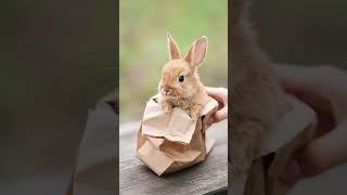 MIni Bunny Peek A Boo Surprise #bunny #babyrabbits