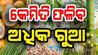 ଅଧିକ ଗୁଆ ଅମଳ ପାଇଁ କ'ଣ କରିବେ | Gua gachha ru adhika amala | Tips on areca nuts plantation