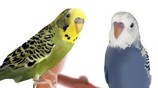 Cute budgies | Bua's Birthday Celebration | Budgie Bro's