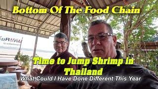 Time To Jump Shrimp in Thailand. Bottom Of The Food Chain. Isaan Life Kaeng Ka Bao แก่งกะเบา