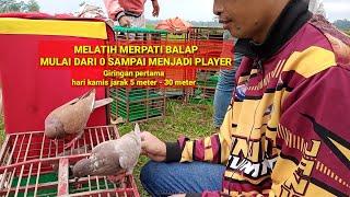 Melatih merpati balap mulai dari o sampai menjadi player!