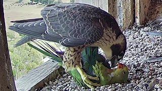 CSU FalconCam Project ~Izzi came in with a Superb Parrot Female ~4:59 pm 2020/12/23