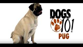 Pug Dogs 101 | Pug Problems