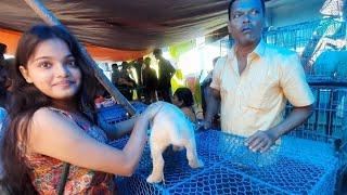 Galiff Street Pets Market Kolkata / Recent dog puppies update / Dog / Galiff Street Kolkata