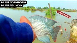 Mancing liar Di tambak Dapat Banyak ikan Mujair Umpan habis seketika.