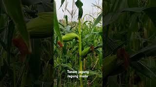 Tanaman jagung #shorts #jagung #petanijagung #tanamjagung #panenjagung #jagungmuda #petanimuda