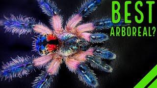 Top 10 BEST Arboreal Tarantulas - YOU'LL LOVE THESE SPIDERS!