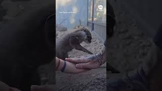 Animals participate in viral "Hands In" TikTok trend