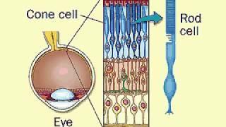 visual Signal | Signalling pathway in eye | Molecular mechanism