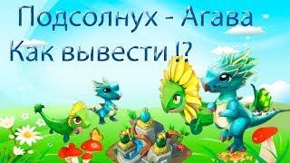 100% БЫСТРЫЙ СПОСОБ ВЫВЕСТИ ДРАКОНА АГАВА и ПОДСОЛНУХ!!!