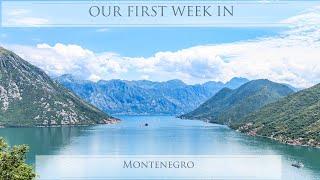 Our first week in MONTENEGRO | KOTOR | Dolphins, Cats and crazy heat. Van life outside of the EU.