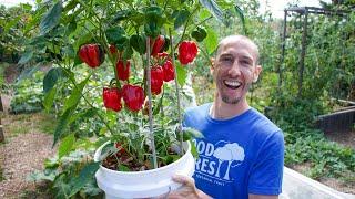 How to Grow Peppers in Containers, Complete Growing Guide