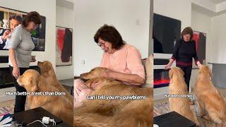 Golden Retrievers Nan Comes From England To Look After Them