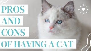 OWNING A CAT  (pros and cons of getting a cat that you NEED to know!)