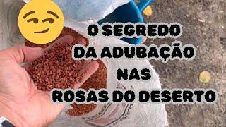 [SEGREDO REVELADO] O que eu coloco no substrato para as ROSAS DO DESERTO serem tão saudáveis!!! 