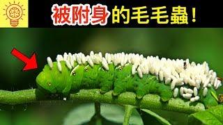 為了生存而發展出超能力的昆蟲！