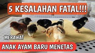 5 KESALAHAN FATAL DALAM MERAWAT ANAK AYAM BARU MENETAS