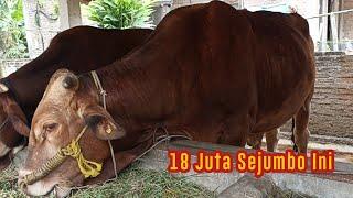 BEKAS SAPI RUSAK HARGA MURAH..