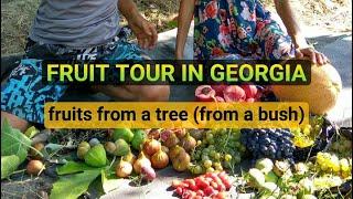 We invite you to a fruit tour in Georgia