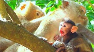 Mama Gladdis like carrying baby up relaxing on the high tree, Nanda pay attention for her child