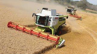 Claas Combine Lexion Harvester | Harvest 2024 | Norfolk | Drone Footage |