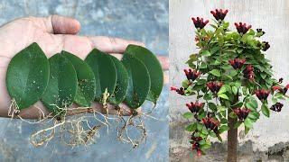 Have you tried breeding Lipstick Plant in this way