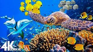 3 HOURS of 4K Underwater Wonders + Relaxing Music - Coral Reefs & Colorful Sea Life in UHD