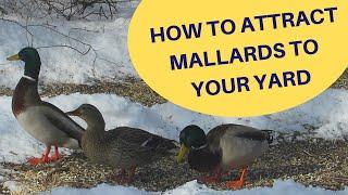 How to Attract Mallard Ducks to Your Yard 2019