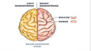 Why cerebral cortex of the brain is grey in color? | Tamil | LLAP