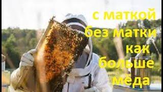 #Пчёлы. Семьи на пасеке с изоляцией матки и без. Результаты по взятку. Не облетелись матки, действия