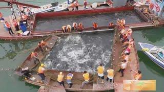 Shengzhong Lake in SW China starts 40-day summer fishing