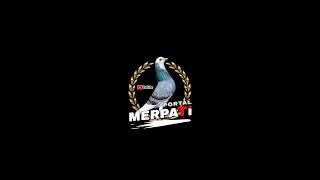 INTRO PORTAL MERPATI