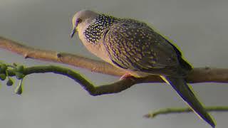 Pancingan Suara Panggil Pikat Terkukur / derkuku KUK  satu " 1 " " Spotted Dove "