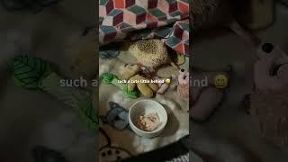 Spike the hedgehog stretching and digging under his blanket ️ #hedgehog #cute