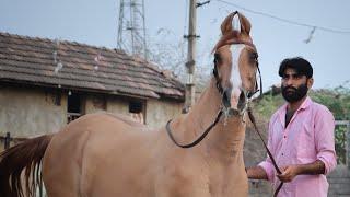 Kathiyawadi Mare Shree  - Mukesh Bhai Ahir (Thadach ) Kathiyawadi Horse Video - The horses of india