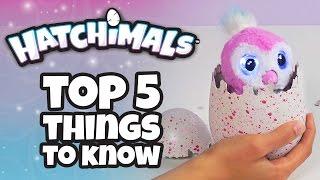 Hatchimals | Top 5 Things You Need To Know About Hatchimals