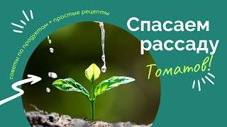 Как остановить болезни рассады томатов: Удобрения и препараты